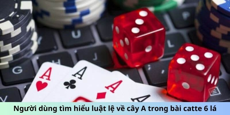 Người dùng tìm hiểu luật lệ về cây A trong bài Catte 6 lá